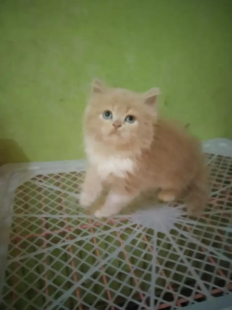 Persia betina 2 bulan sudah mandiri