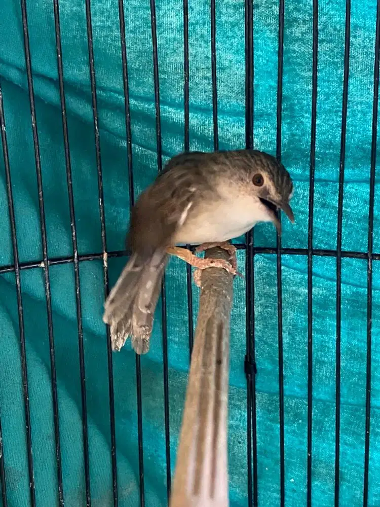 Ciblek Gunung Gacor Dor - Cigun Gacor