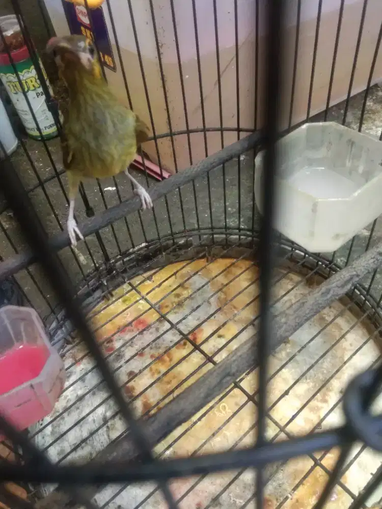 Pijantung gunung fullset