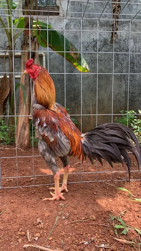 Ayam bangkok x pamangon