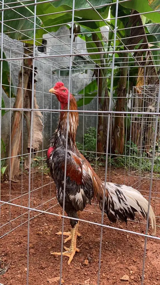 Ayam bangkok klasik pacek