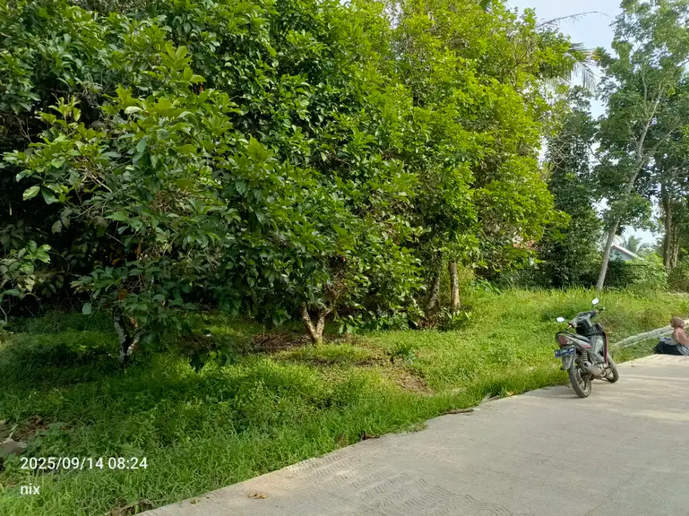 Dijual kebun rambutan 550K/ M²