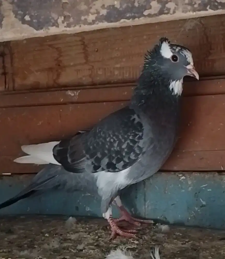 Burung dara/merpati lakian blantong jambul