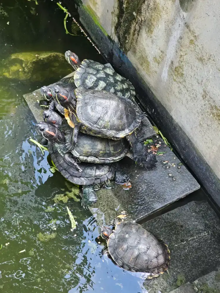 instalasi listrik rumah ,kantor,dll