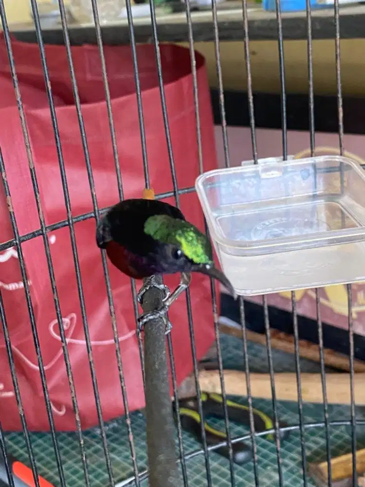 Konin Materi Cililin Murah