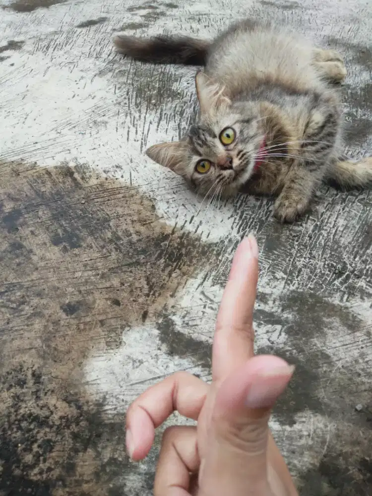 Kitten Persia medium