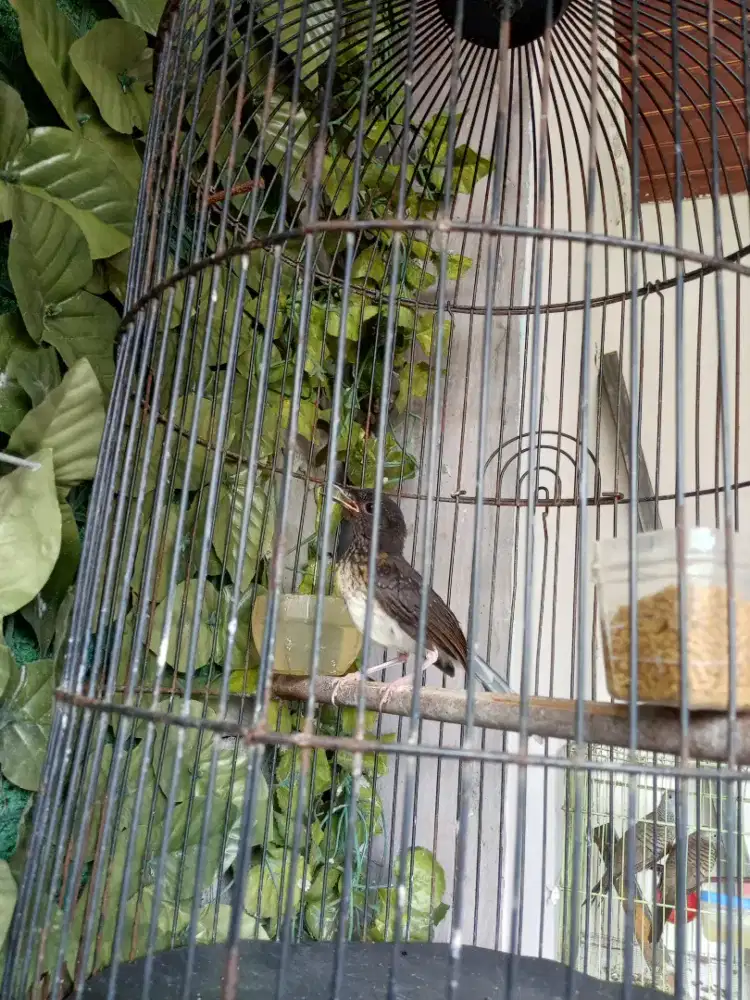 Murai trotolan jantan gambling