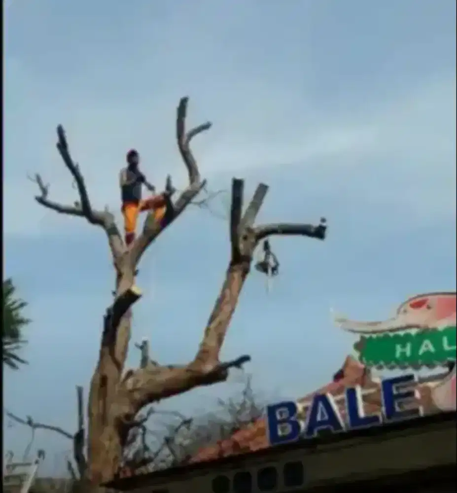Jasa tebang pohon  dan potong rumput