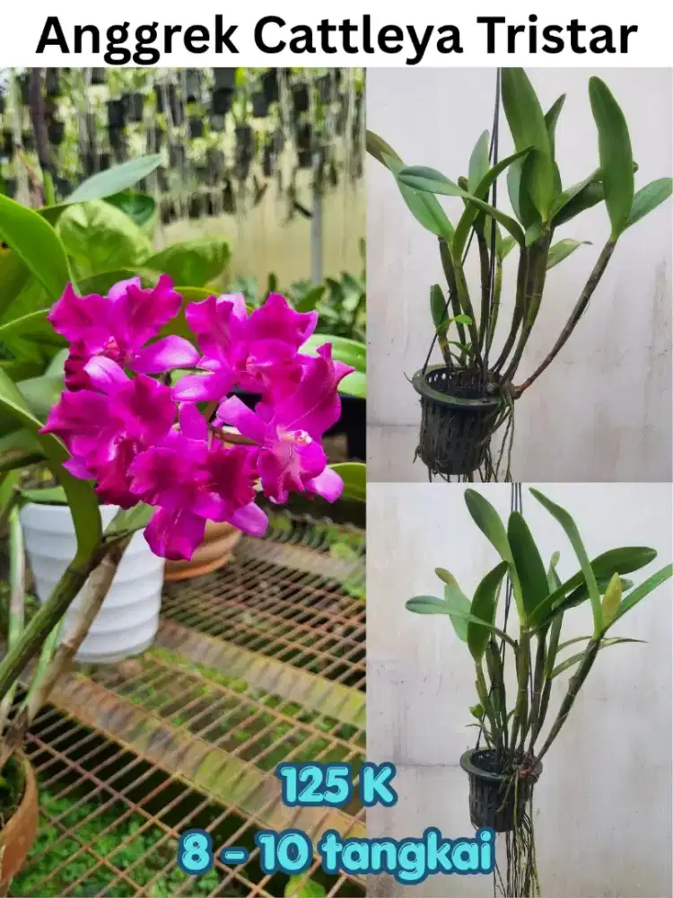 Bunga anggrek tangkai 8-10
