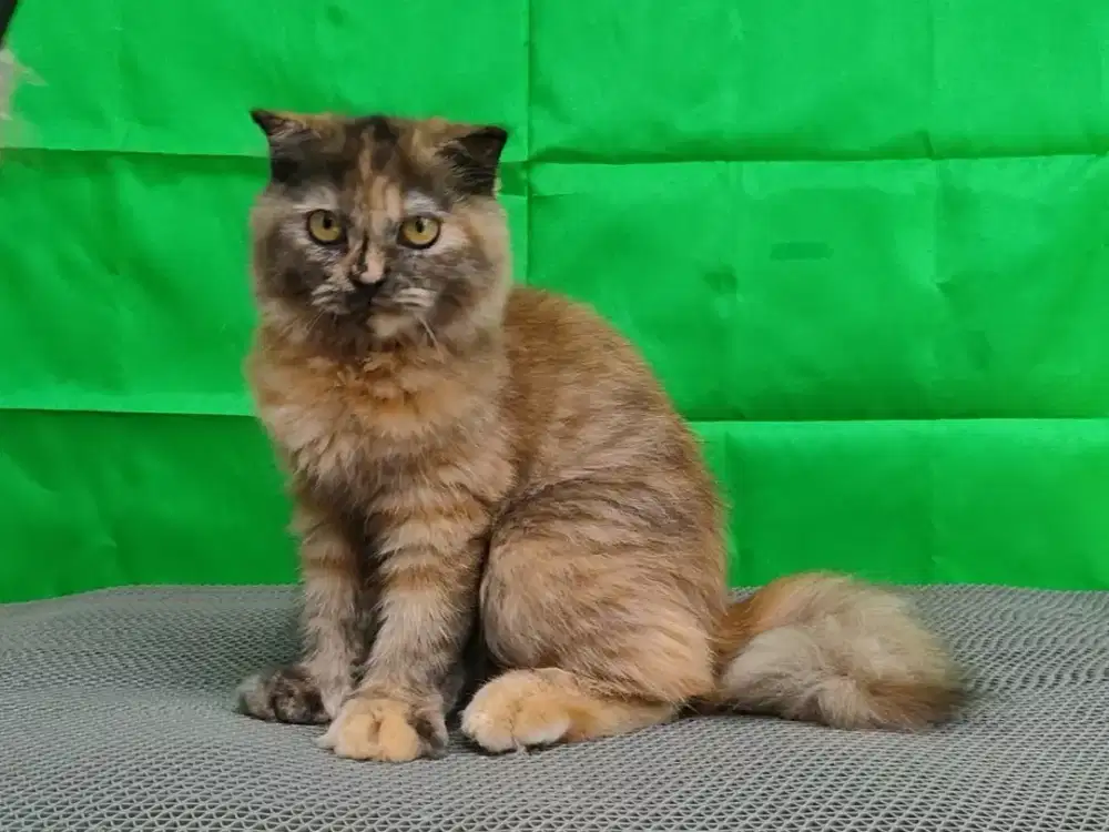 Kitten Scottish fold betina