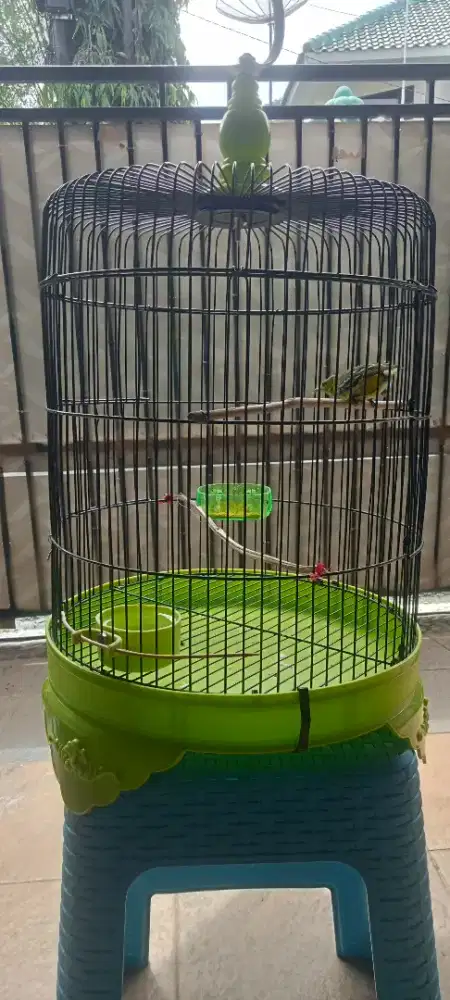 Burung Cipo sirtu