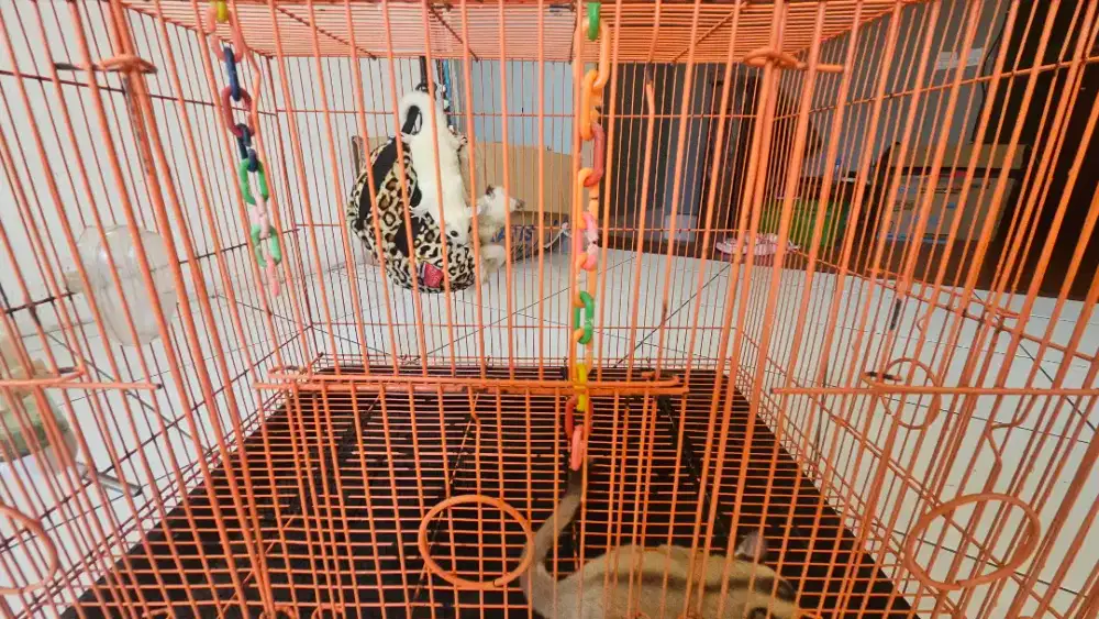 Joey Sugar Glider fullset