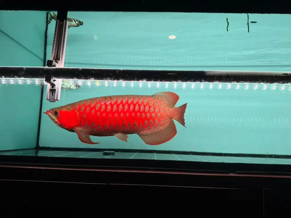 Arowana/arwana superred SR