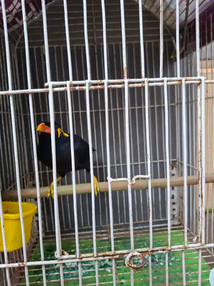 Burung besar gacor