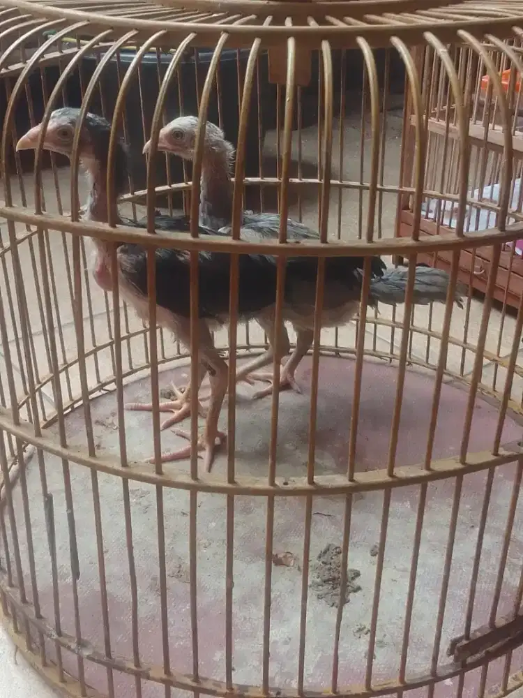 Anak ayam Bangkok jantan
