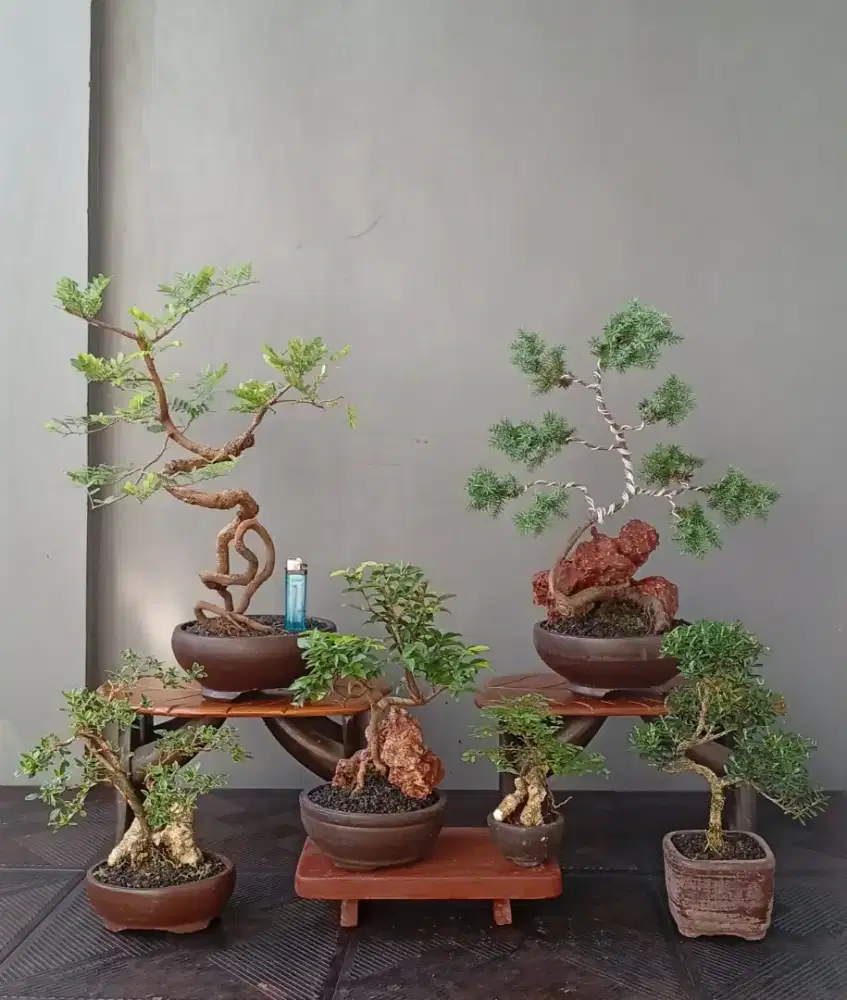 Mame bonsai murah ada 6 pot