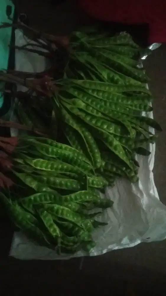 yang minat pete harga 3,500 per satu lonjor