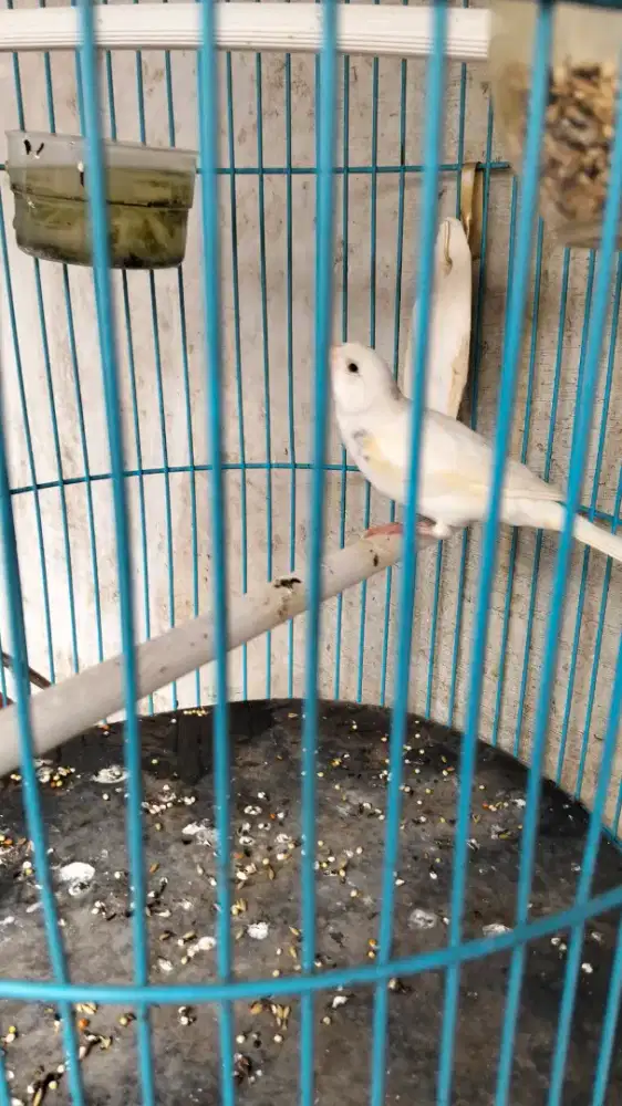 Jual kenari Betina pocong af