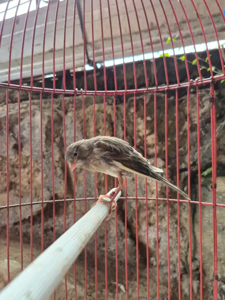 Kenari Paud F1ys x F1sf