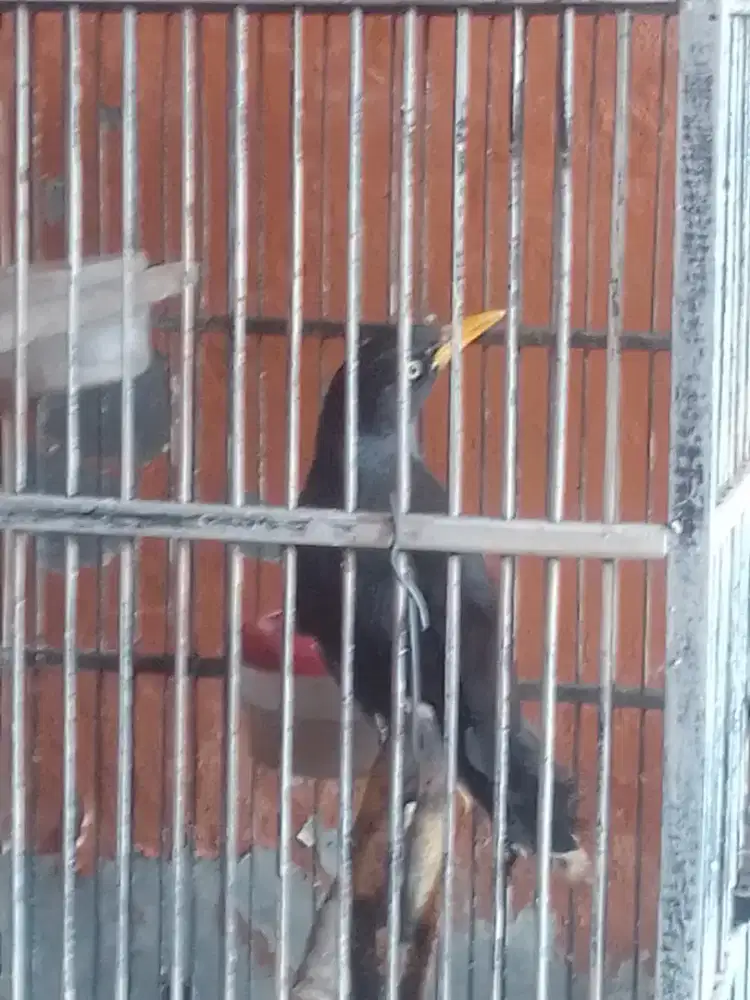 Jalak kebo kaki hitam rawatan lama