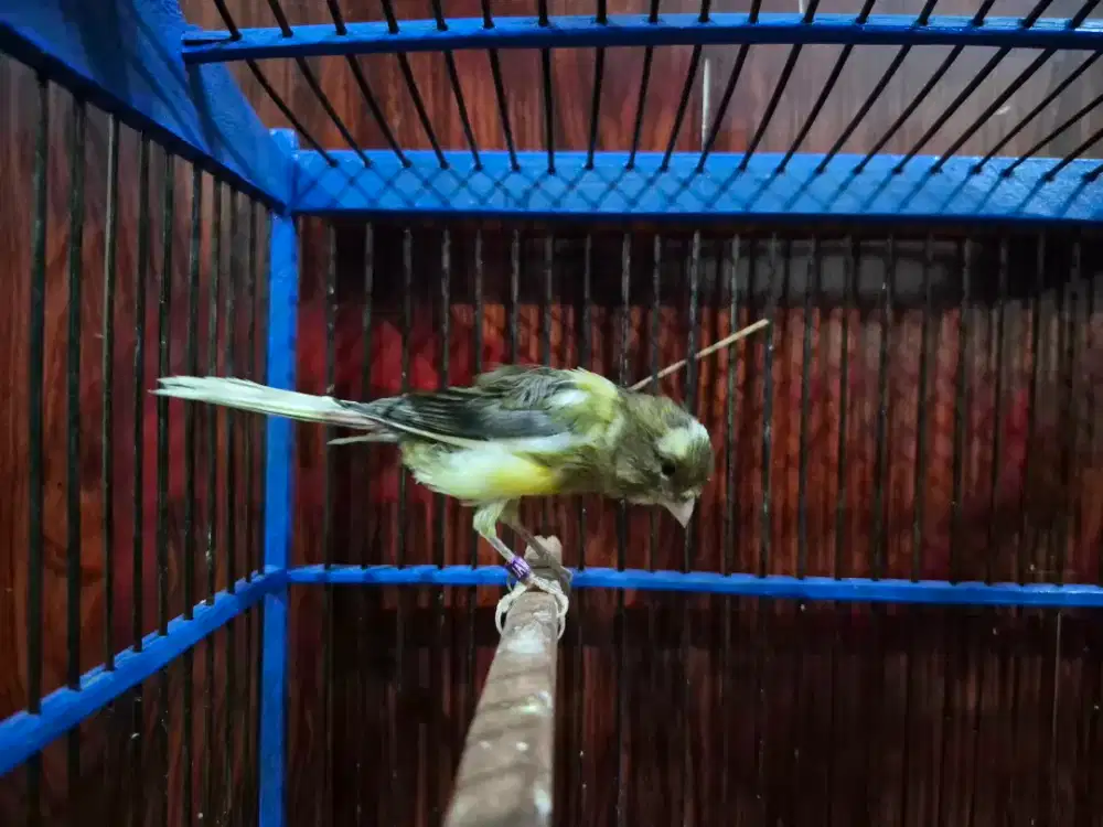 Kenari AF Darah Lizard