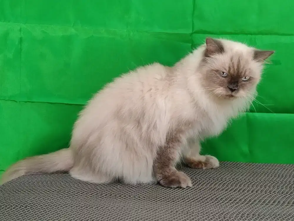 Kucing Persia flatnose Himalaya betina