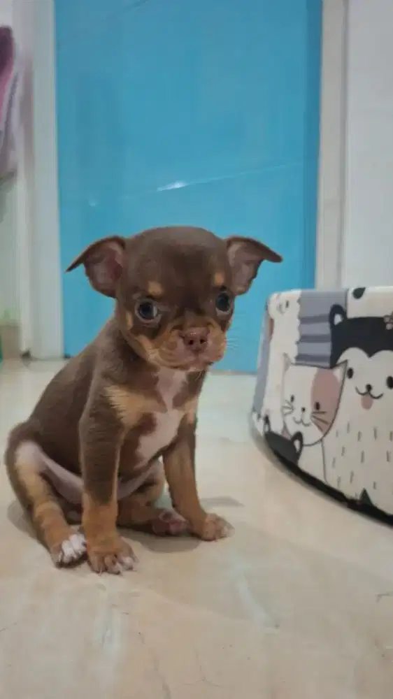 Chihuahua kosongan jantan