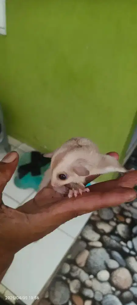 Sugar glider cremino betina