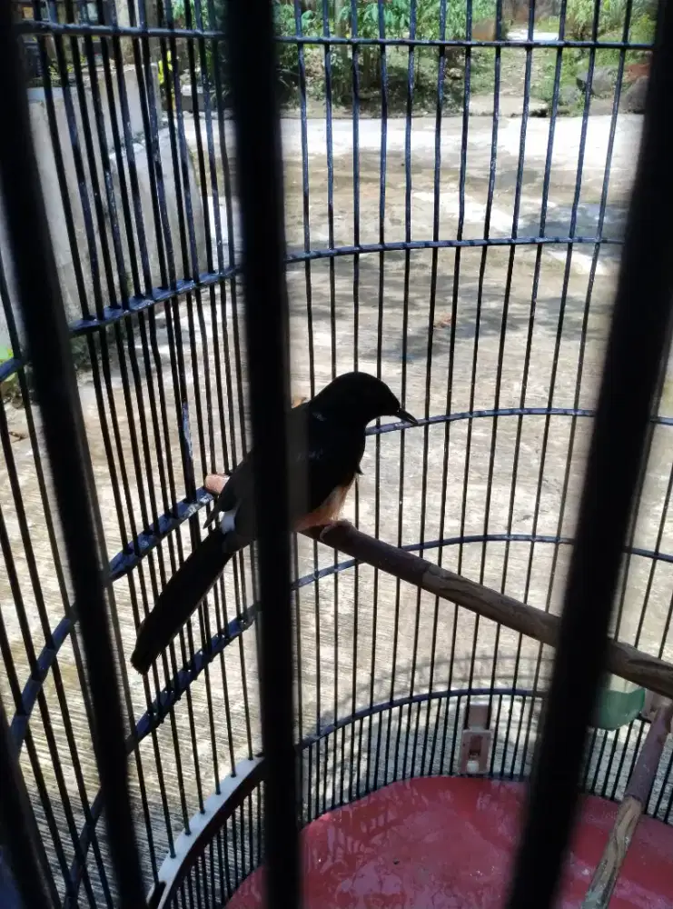 Murai blorok , volume kenceng