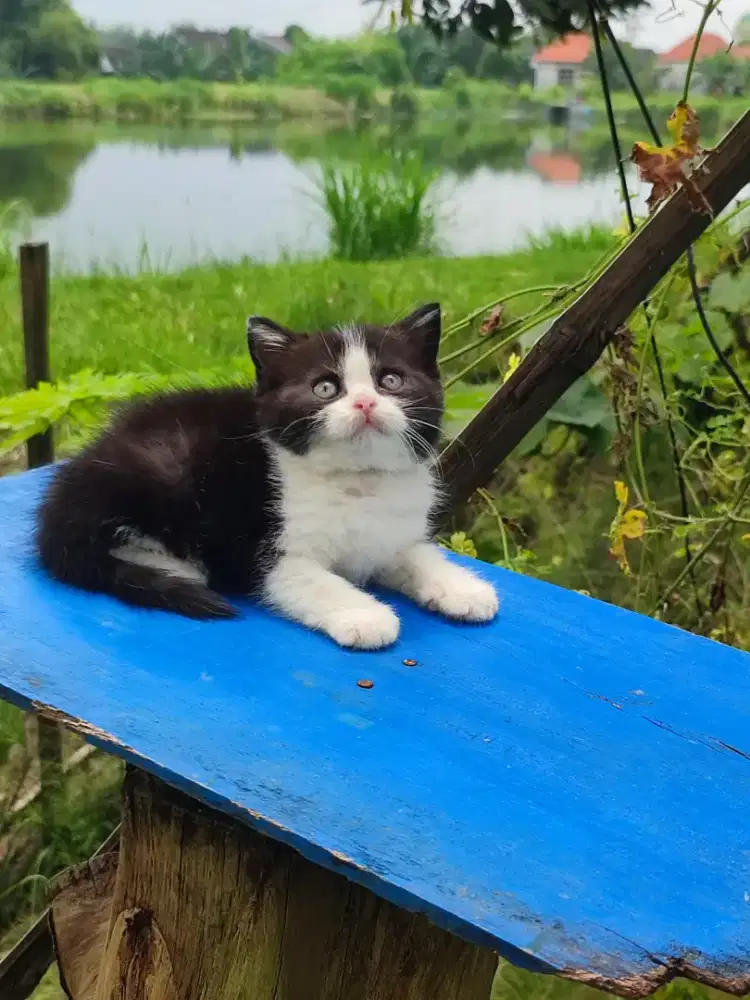 Kitten kucing BSH betina