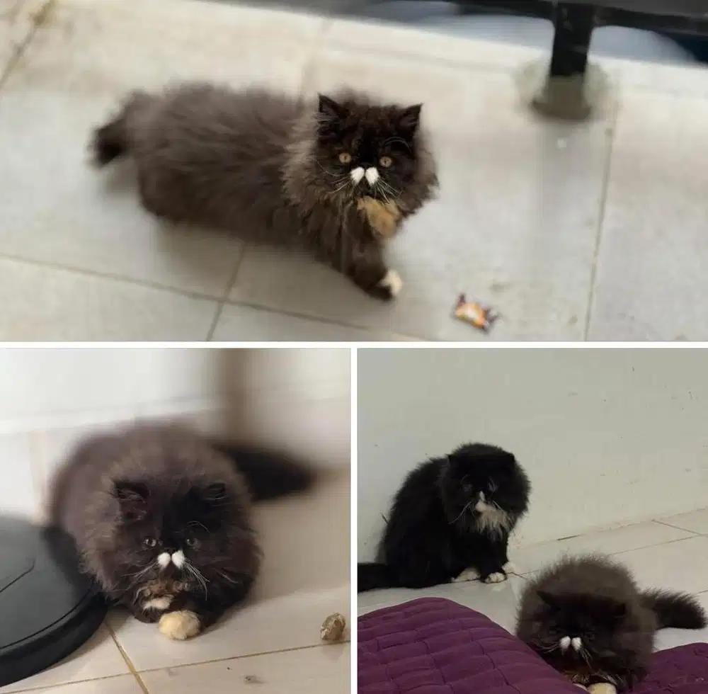 KITTEN JANTAN PERSIA PEAKNOSE