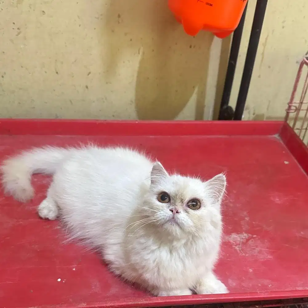 Persian betina 5 bulan