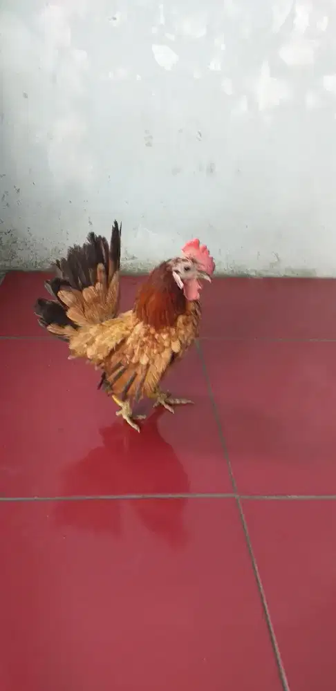 Ayam kate serama jantan