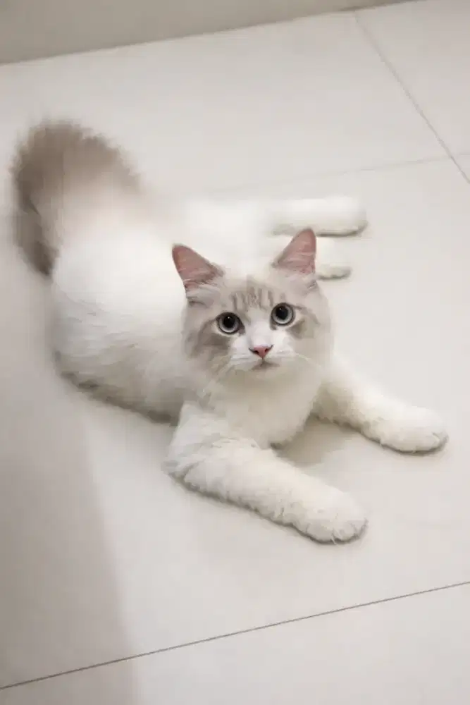Ragdoll jantan 4 bulan