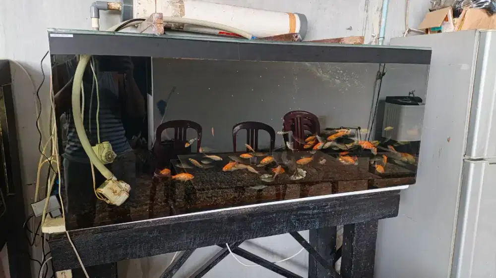 DIJUAL CEPAT AKUARIUM 120 X 50 X 50 KACA TEMPERED GLASS 1 CM