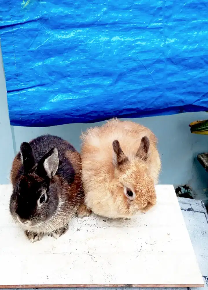 Sepasang kelinci Nederland dwarf
