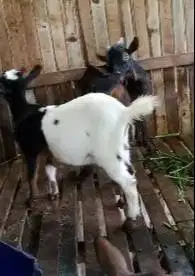 sepasang kambing mini kerdil 4-6 bln exotik unik Tb 35cm F1 koleksian
