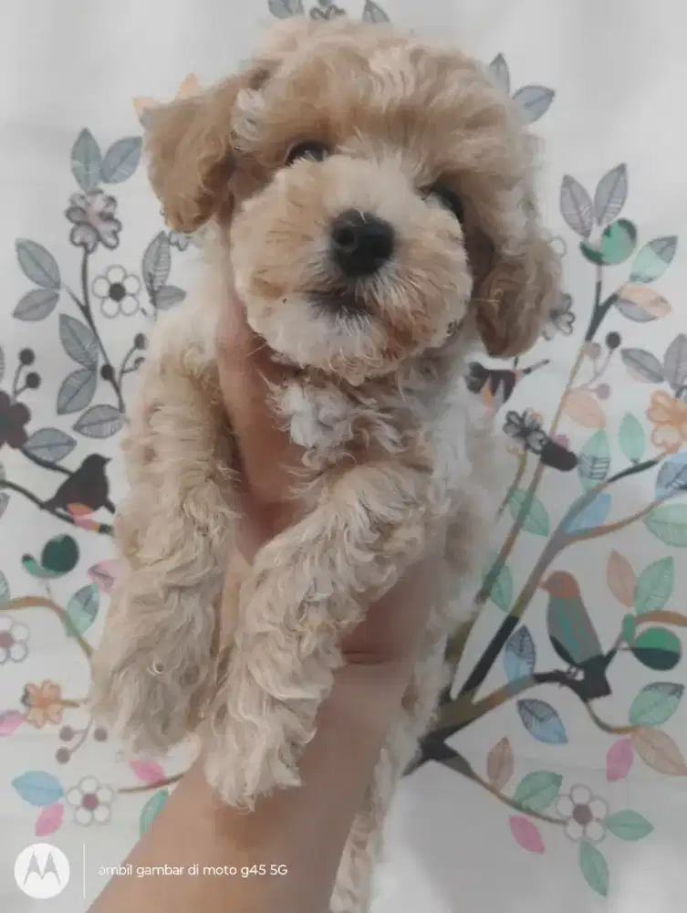 Anjing Poodle betina 1,5 bulan lucu