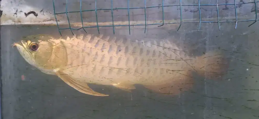 Arwana Golden Red 2 ekor