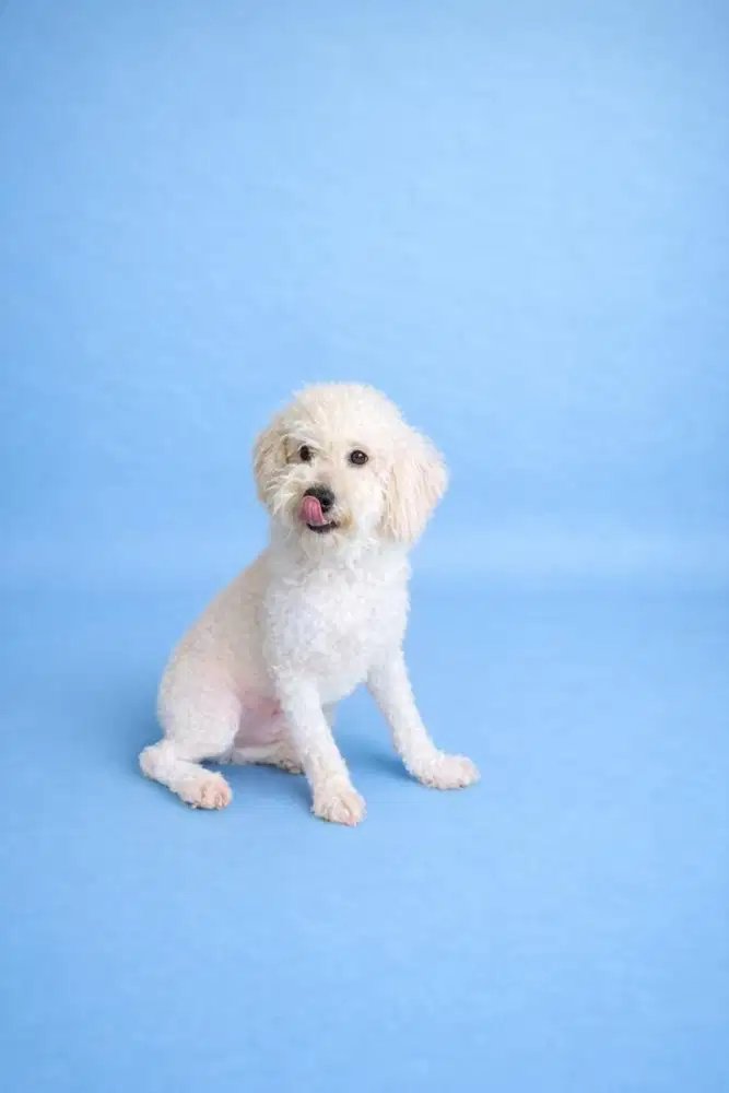 Jual Anjing Poodle STAMBUM Jantan Remaja