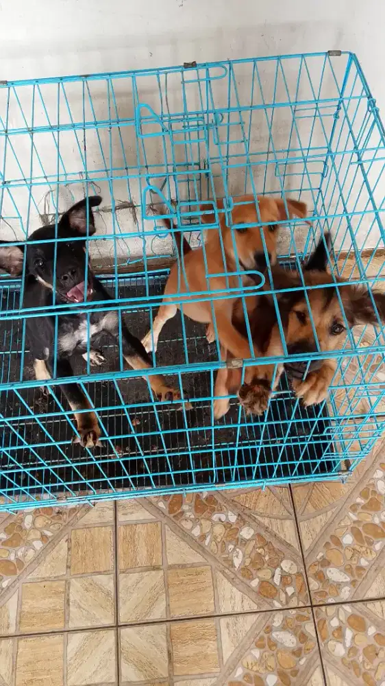 Dijual anjing kampung