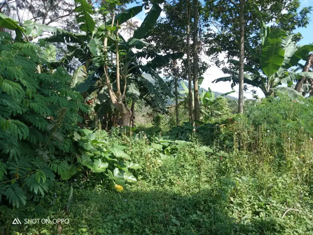 Ranah pekarangan digetasan