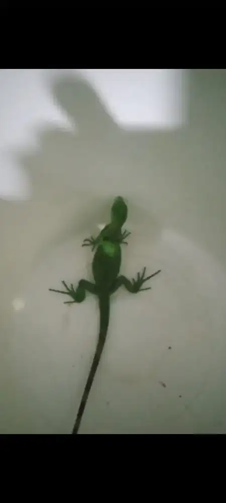 Iguana green columb mental preman