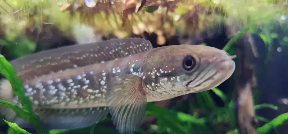 ikan channa asiatica