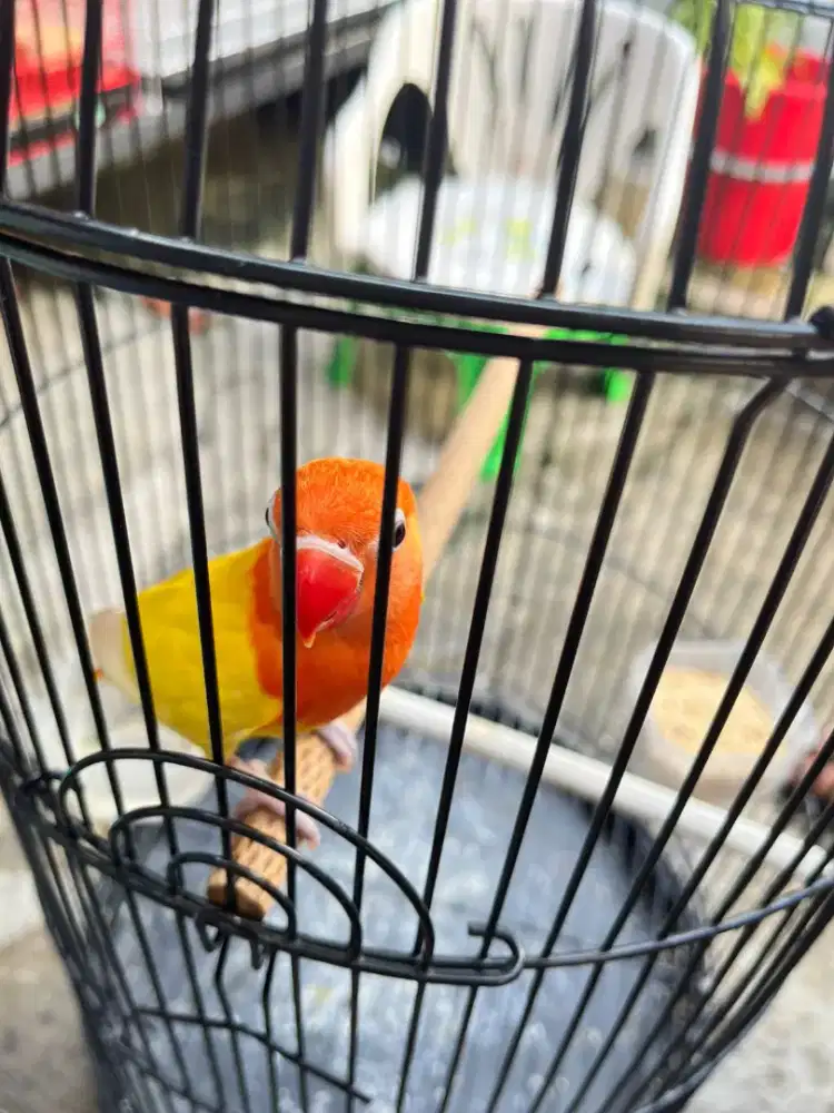 Lovebird biola lutino RM