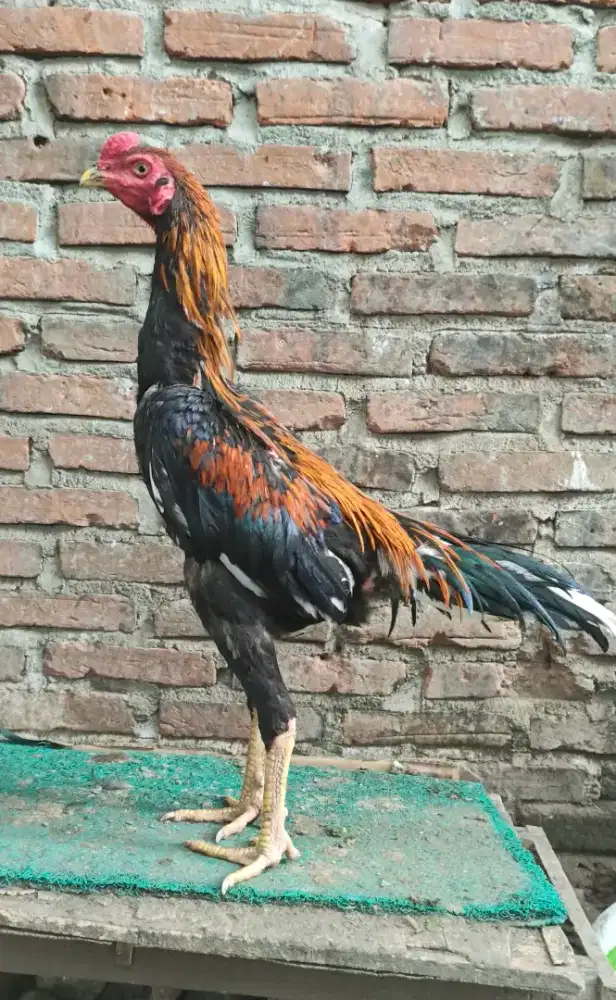 Ayam Ekor Lidi Wirkun
