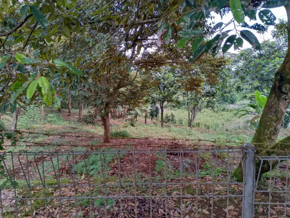 di jual lahan kebun durian shm pagar keliling di gunung geulis Bogor