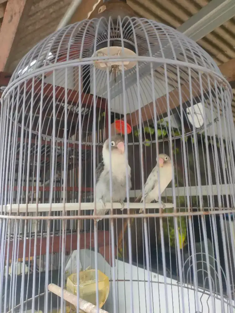 Burung Lovebird Lb sepasang