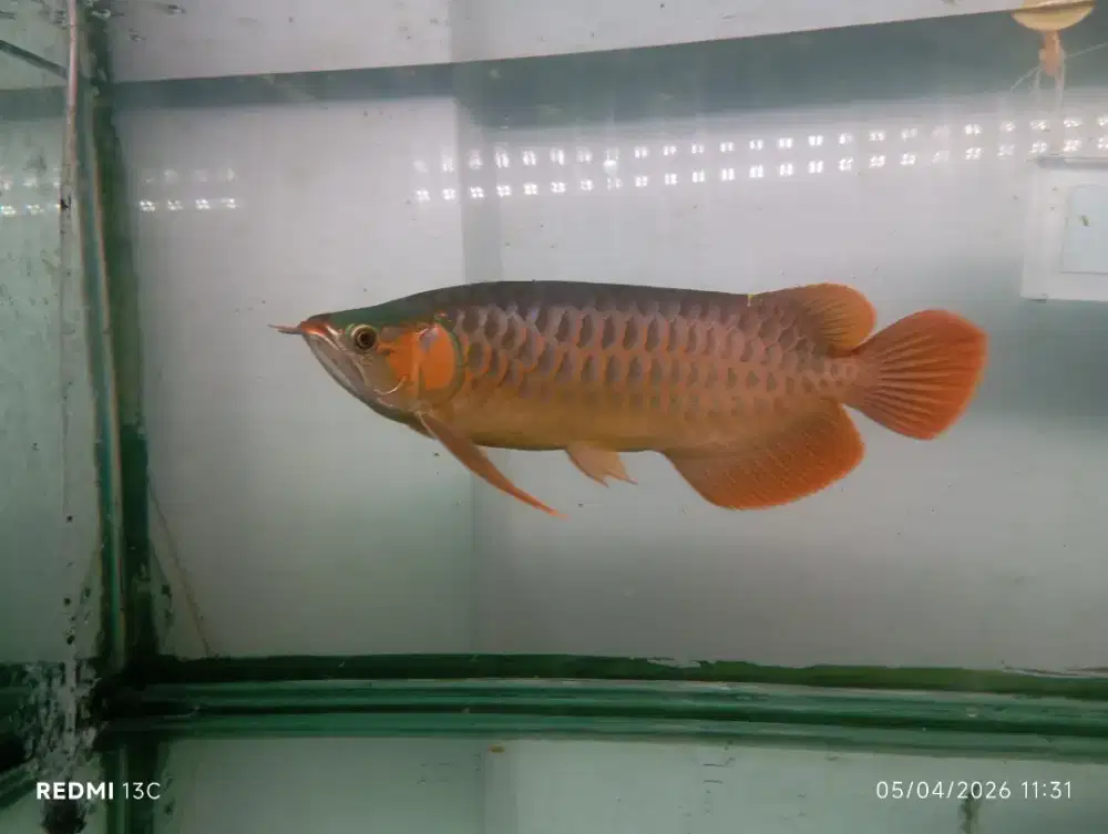 Ikan arwana super red