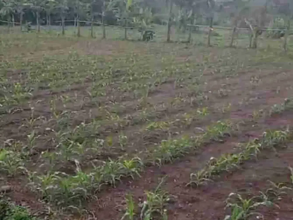 di jual tanah kebun shm datar view gunung di cijeruk